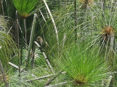 Amblyospiza albifrons