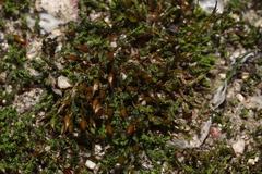 Microbryum davallianum