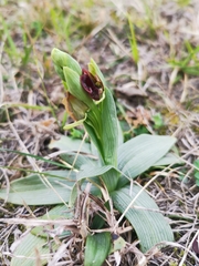 Ophrys sphegodes sphegodes