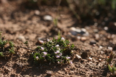 Polygala asbestina