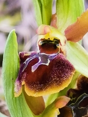 Ophrys sphegodes sphegodes