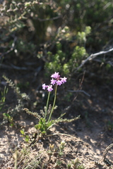 Tulbaghia violacea