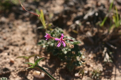 Pelargonium reniforme
