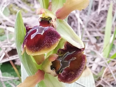 Ophrys sphegodes sphegodes
