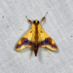 Tetracona pictalis