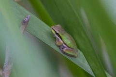 Litoria fallax