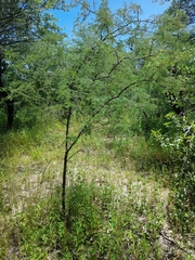 Dichrostachys cinerea