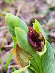 Ophrys sphegodes sphegodes