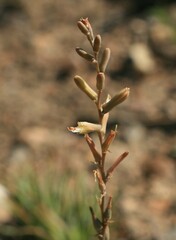 Aloe bowiea