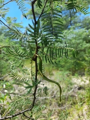 Dichrostachys cinerea