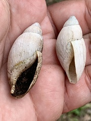 Euglandina rosea