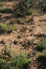 Aloe bowiea