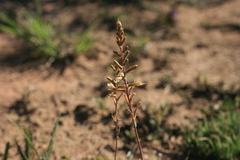 Aloe bowiea