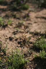 Aloe bowiea