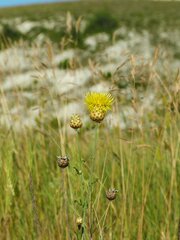 Centaurea orientalis