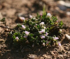 Polygala asbestina