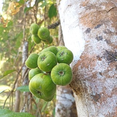 Ficus hispida