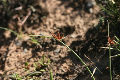Cyperus semitrifidus