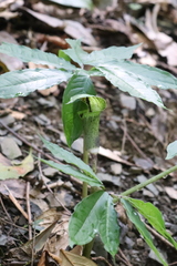 Arisaema silvestrii