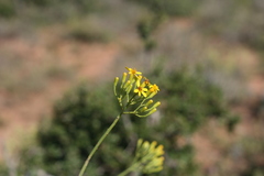 Senecio junceus
