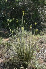 Senecio junceus