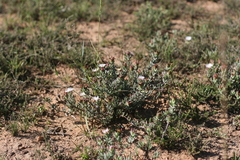 Lampranthus stayneri