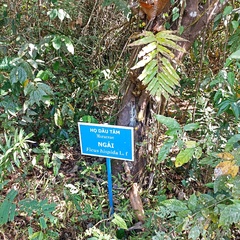 Ficus hispida