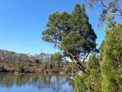 Athrotaxis cupressoides