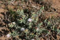 Lampranthus stayneri