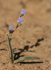 Cyanotis speciosa