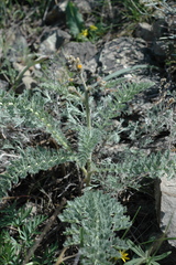 Biebersteinia multifida