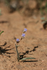 Cyanotis speciosa