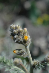 Biebersteinia multifida