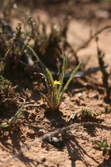 Hypoxis stellipilis