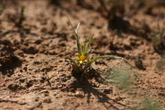 Hypoxis stellipilis