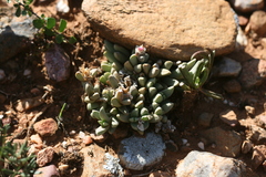 Corpuscularia lehmannii