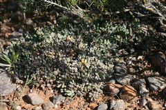 Corpuscularia lehmannii