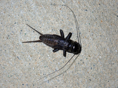 Teleogryllus commodus