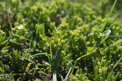 Delosperma uncinatum