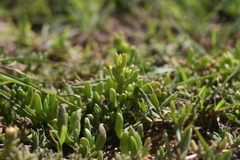 Delosperma uncinatum