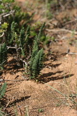 Cheilanthes eckloniana