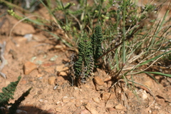 Cheilanthes eckloniana