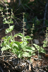 Salvia obtusata