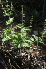 Salvia obtusata