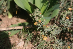 Delosperma testaceum