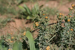 Delosperma testaceum