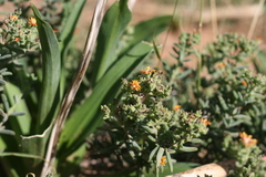 Delosperma testaceum