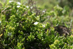 Delosperma uncinatum