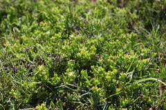 Delosperma uncinatum