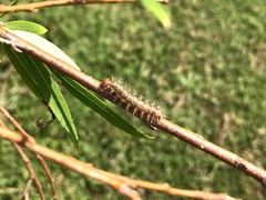 Phalanta phalantha phalantha